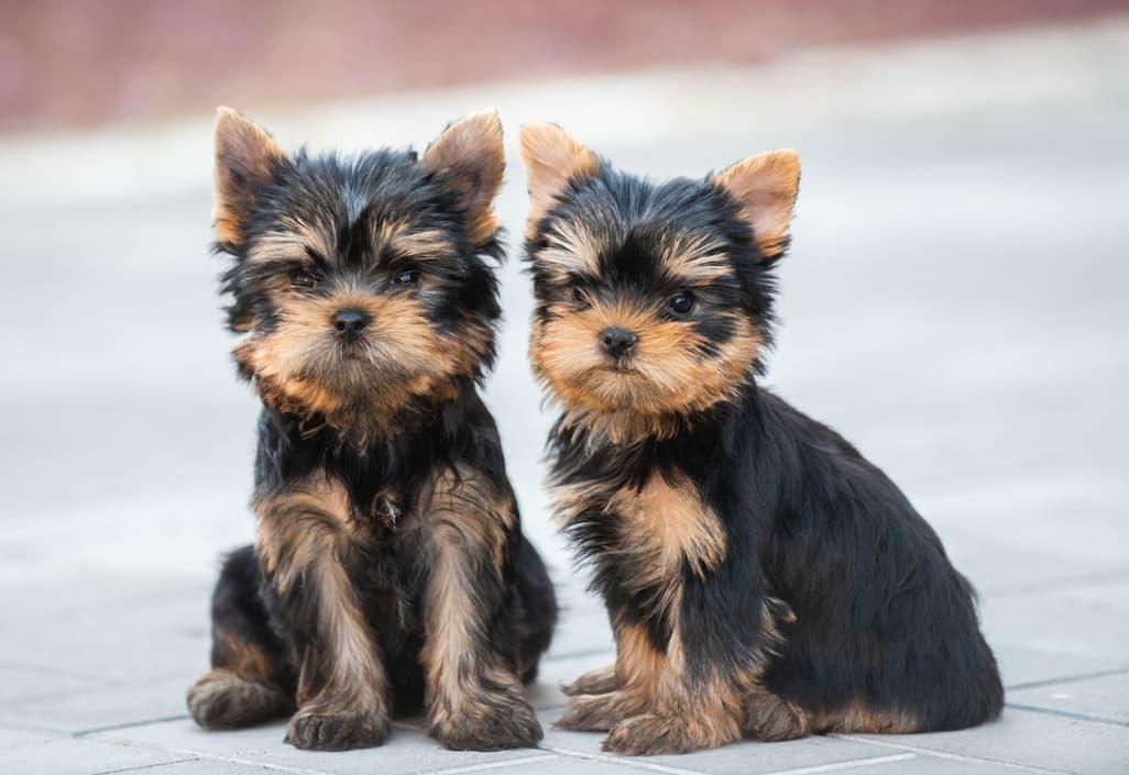 Yorkie: The Yorkshire Terrier’s Charm and Appeal
